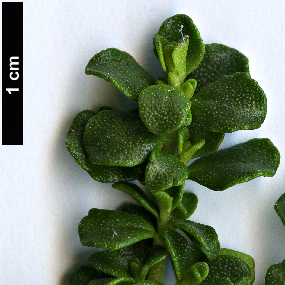 High resolution image: Family: Lamiaceae - Genus: Prostanthera - Taxon: cuneata 